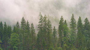 What PNW Businesses Need to Know About Wildfire Smoke and Outdoor Camera Performance