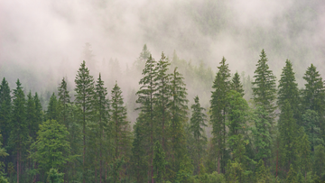 What PNW Businesses Need to Know About Wildfire Smoke and Outdoor Camera Performance